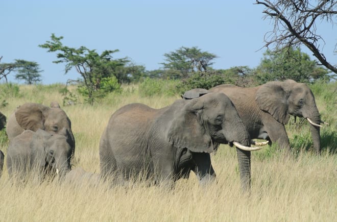 Elefantenherde in Serengeti