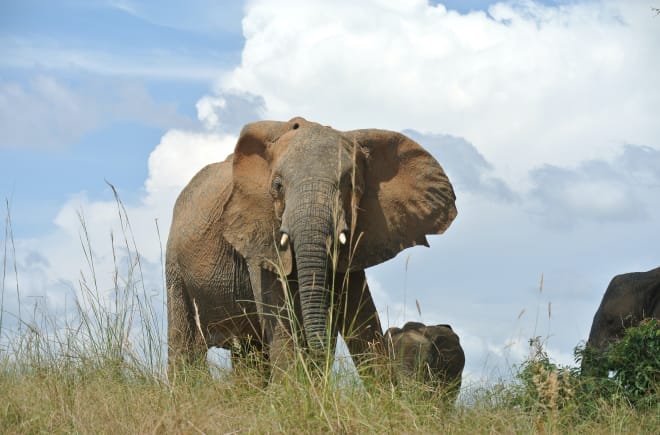 Elefanten, Uganda