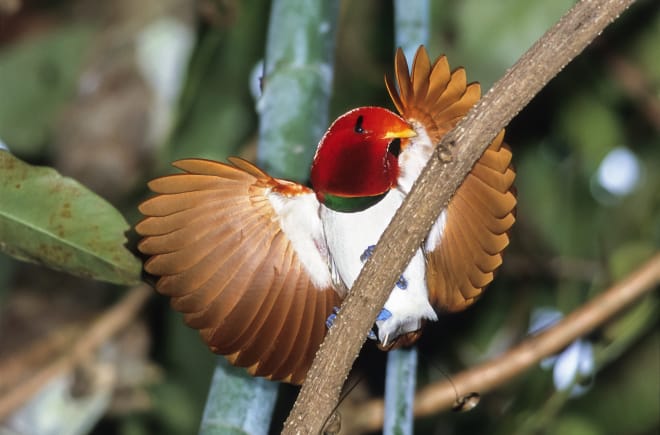 Königs-Paradiesvogel, Neuguinea
