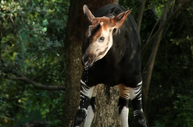 Okapi im dichten Wald vor einem Baumstamm, es schaut in die Kamera