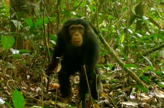Schimpanse im Grebo-Krahn Nationalpark, Liberia