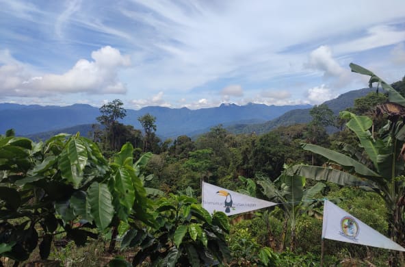 Baumschule der Indigenen Gayo von Pining im Leuser-Ökosystem