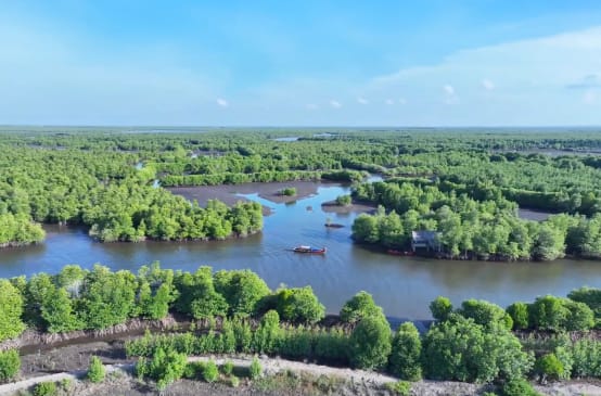 Mangrovenwald von oben