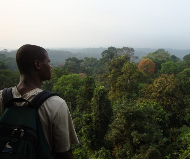Regenwald südlich des Korup Nationalparks, Kamerun