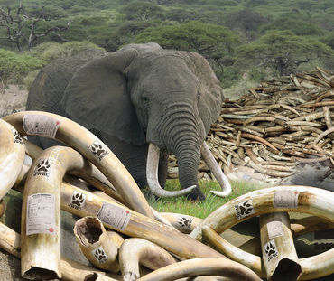 Japan Report Ivory Cover Image EIA