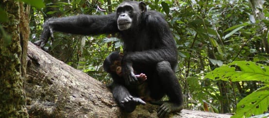 Schimpansen-im-Sapo-Nationalpark