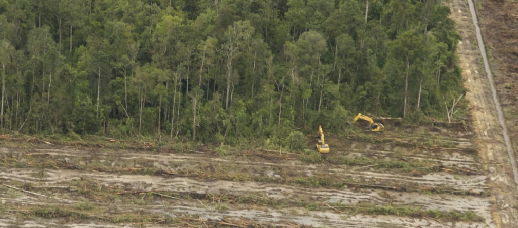 Indonesien: Waldrodung für deutsche Palmölkraftwerke gerodete Fläche