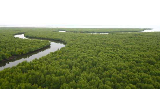Dichter Mangrovenwald aus der Vogelperspektive. Ein Fluss schlängelt sich durch den Wald bis an die Küste am Horizont.