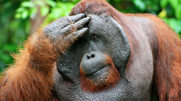 Ein männlicher Orang-Utan fasst sich an den Kopf und blickt nachdenklich in die Ferne