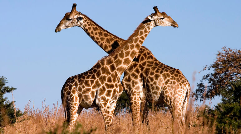 Giraffen Giraffen