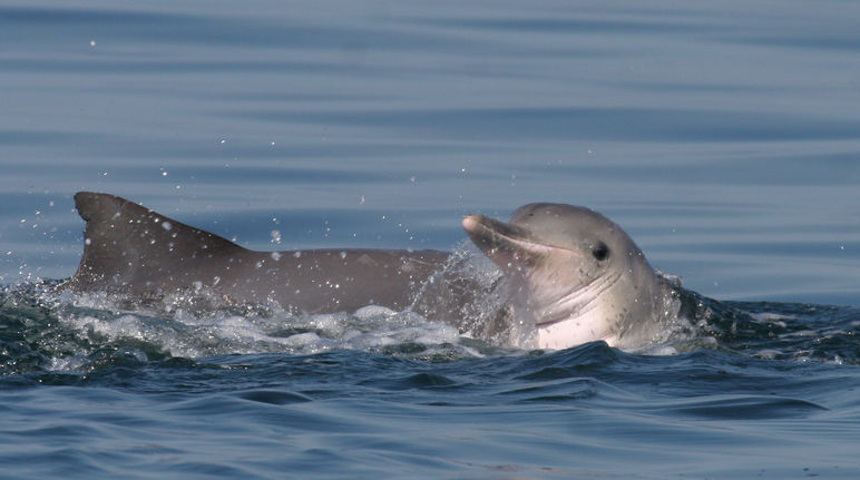 800 Guyana Delfine leben in der Sepetiba-Bucht Guyana Delfin