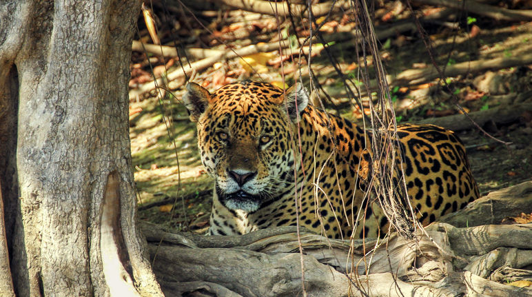 Jaguar in Mato Grosso do Sul (Brasilien)
