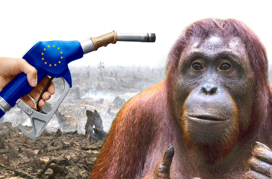 EU Biosprit Politik zerstört die Regenwälder