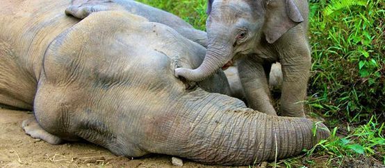 Ein Elefantenkalb versucht vergeblich mit seinem Rüssel seine am Boden liegende vergiftete Mutter zu wecken