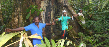Aktivisten stehen beschützend vor einem großen Merbau-Baum in Papua