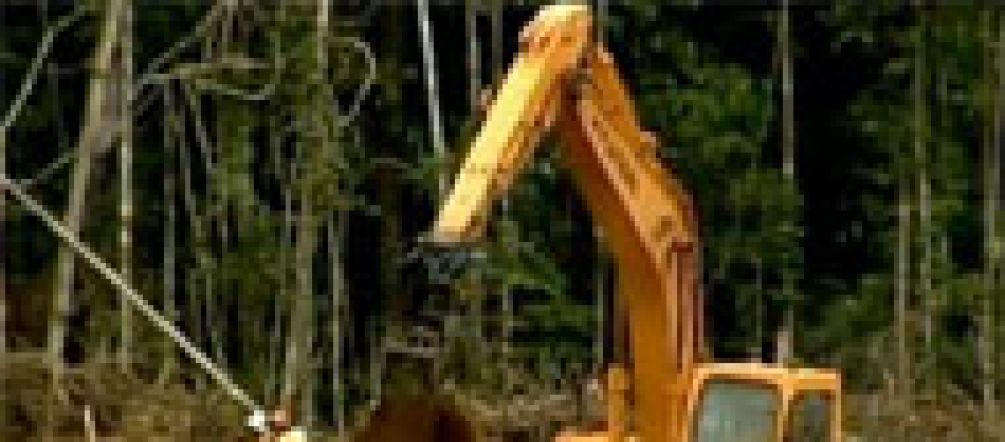 Die Rodungen für Belo Monte sind vorläufig gestoppt.