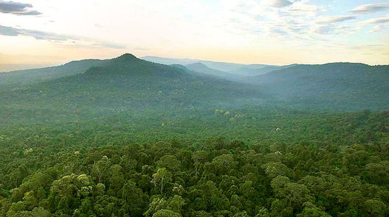 Regenwald in Kambdoscha