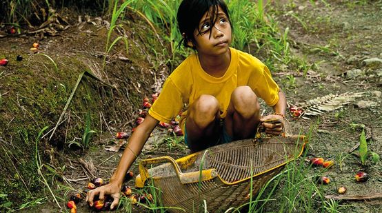Ein junges Mädchen sammelt auf einer Plantage Palmölfrüchte vom Boden auf