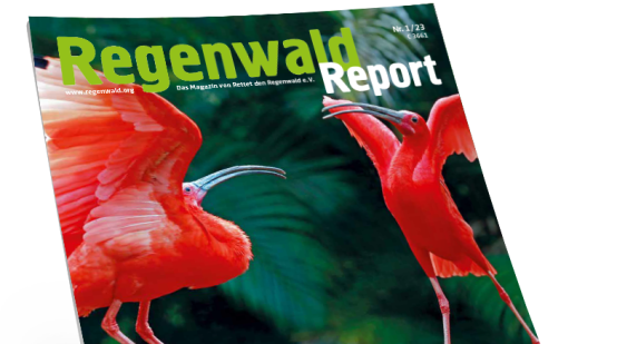 Titel Regenwald Report 1/23