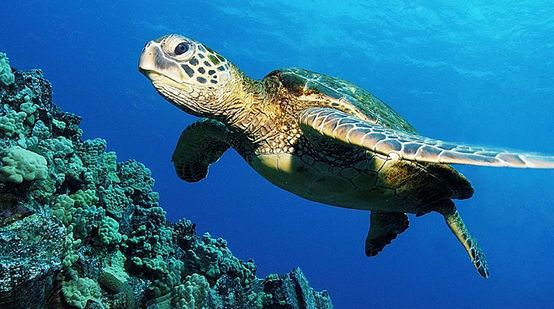 Unterwasserfoto einer Meeresschildkröte am Riff