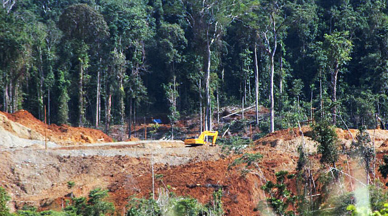 Ein Bagger arbeitet sich durch den schon zum Teil zerstörten Regenwald