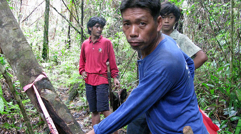 Im Urwald der Indigenen Palawan hat der Bergbaukonzern bereits die Bäume markiert