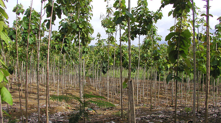 Plantage in Ecuador