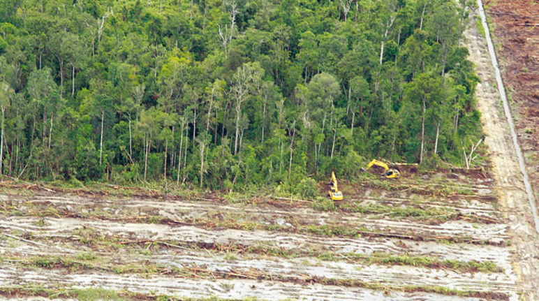 Indonesien: Waldrodung für deutsche Palmölkraftwerke Palmölplantagen soweit man gucken kann