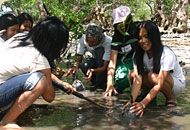 Wiederaufforstung der Mangroven auf den Philippinen