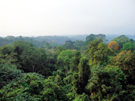 Im Korup Nationalpark lebt ein Viertel aller Primatenarten Afrikas