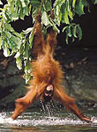 Orang-Utan nimmt ein Bad
