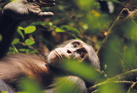 Schimpanse Kuba gönnt sich eine Ruhepause. Immerhin ist er der Chef einer 20-köpfigen Affen-Bande