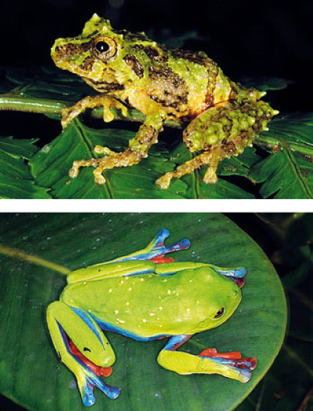 206 Amphibien-Arten haben die Forscher in Panama gezählt. Diese beiden leben nur im Tabasará-Gebirge
