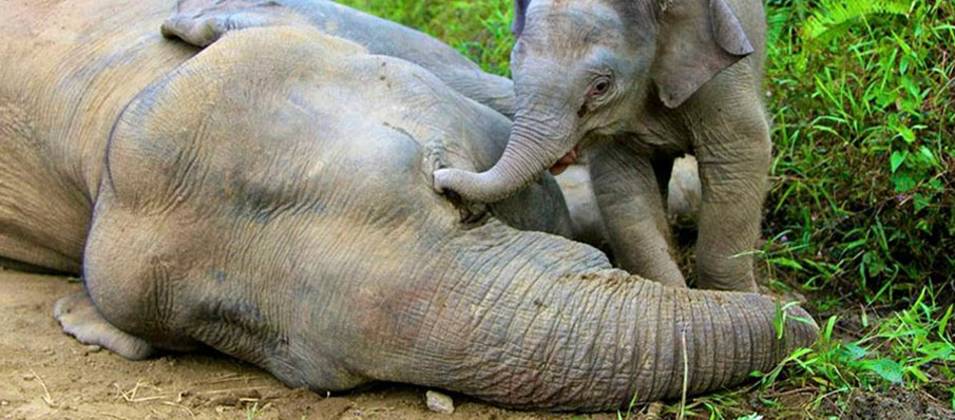 Ein Elefantenkalb berührt mit den Rüssel den Kopf seiner am Boden liegenden Mutter