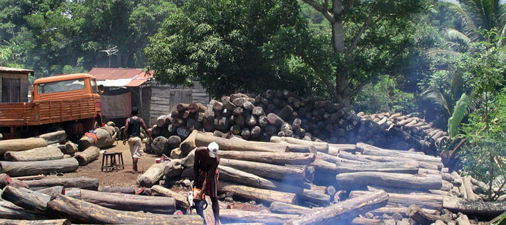 Illegale Holzfäller bei der Arbeit auf Madagaskar