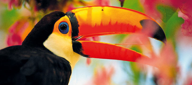 Ein Tucan zwischen bunten Blumen