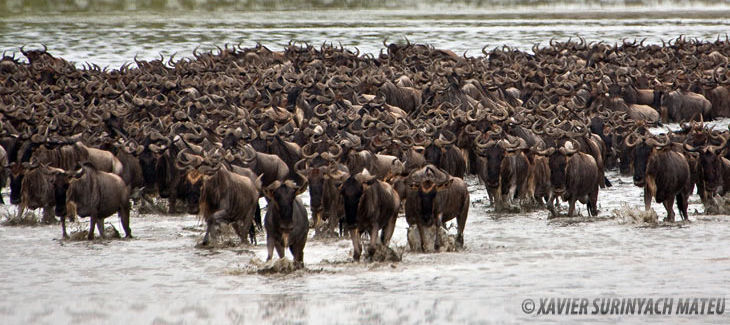 Serengeti: Gnus im Wasser
