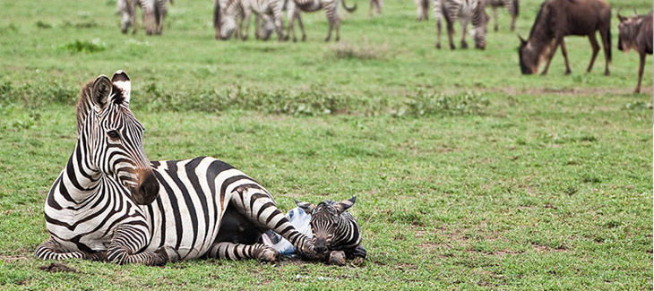 Zebra-Mutter und ihr Fohlen in der Serengeti