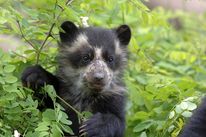 Junger Brillenbär