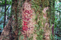 Markierter Tropenholzstamm im Regenwald