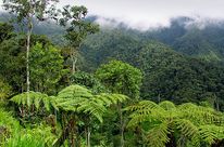 Bergregenwald im Intag in Ecuador