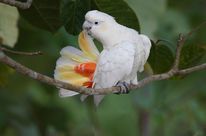 Ein Rotsteißkakadu putzt sein Schwanzgefieder im Regenwald