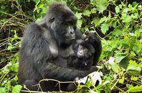 Gorillamutter mit Baby im Arm ruht in Waldlichtung