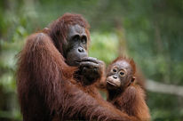 Mutter und Kind – Borneo Orang-Utans gehören zu den gefährdeten Arten
