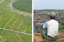 2 Fotos. Links: Palmölplantage und ein Stück Regenwald. Rechts: Ein Mann schaut auf sein verwüstetes Land