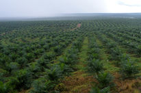 Ölpalmsetzlinge auf Plantage in Indonesien