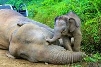 Ein Elefantenkalb berührt mit den Rüssel den Kopf seiner am Boden liegenden Mutter