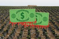 Fotomontage:: Aus Dollarnoten tropft Blut, dahinter sieht man eine endlose Ölpalmplantage
