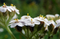 Yarrow (Achillea millefolium)
