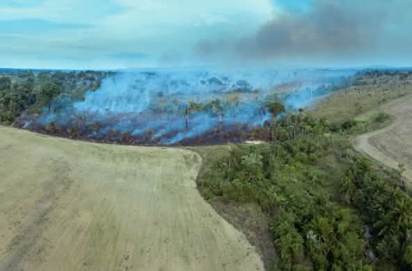 Brandrodung für Plantagen